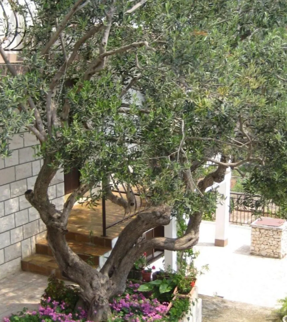 Apartments Nina Seget Vranjica Croatia